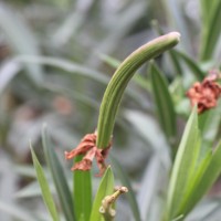 Nerium oleander L.